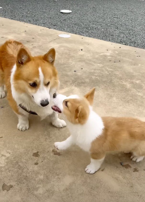 噛む子犬