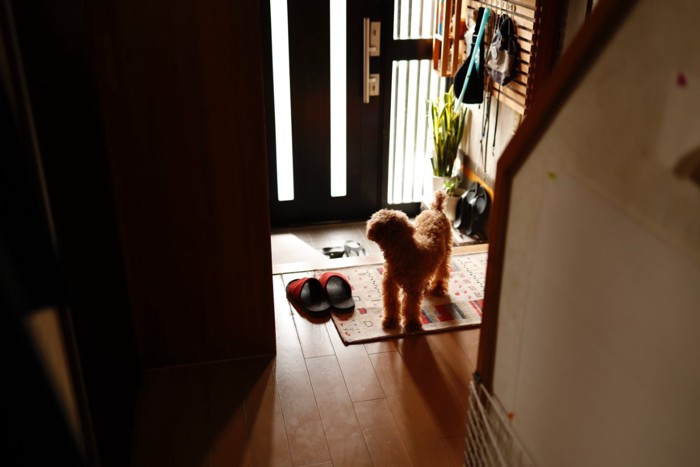 玄関を気にする犬