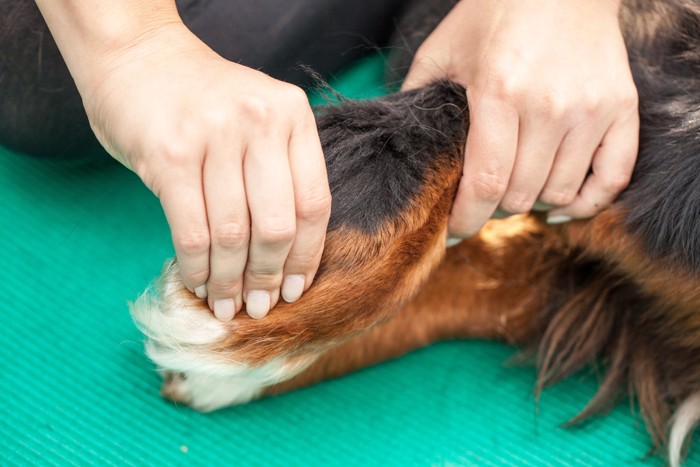 捻挫した犬の足の治療