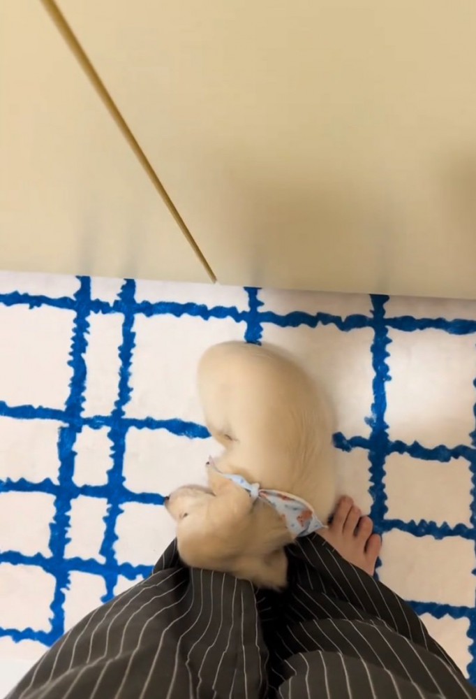 足の上に頭を乗せる子犬