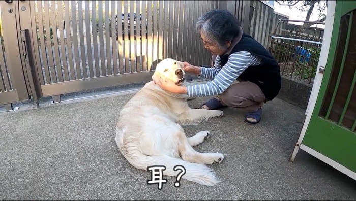 飼い主に耳を触られる犬