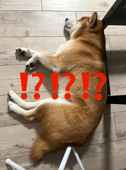 横になる犬