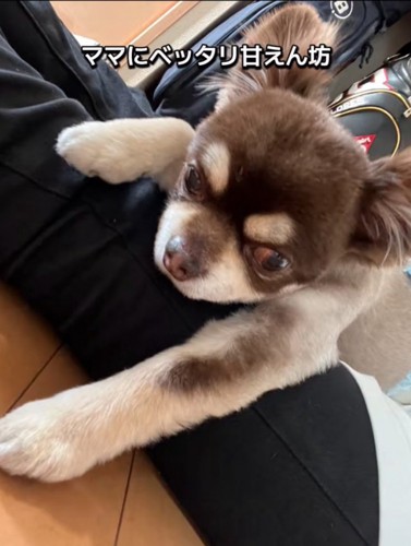 抱っこされる老犬