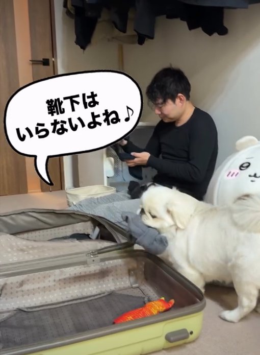 靴下をくわえる犬