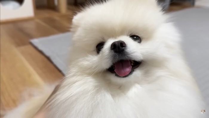 飼い主さんとポテチくん＆レモンさんの再会9
