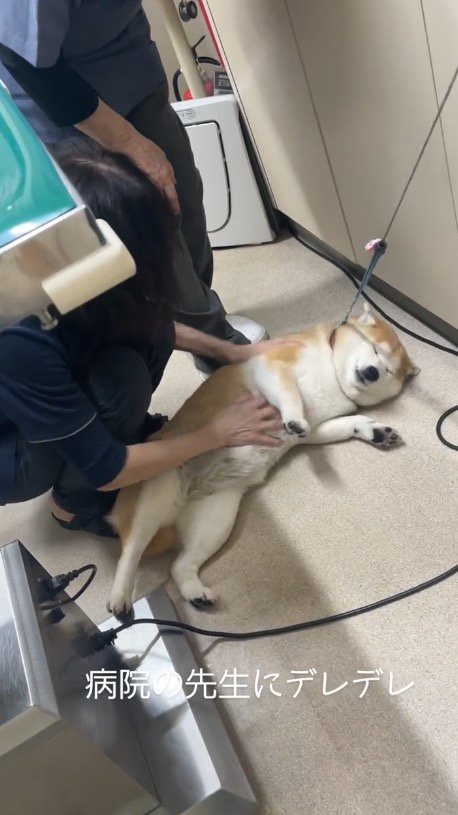 床に寝転がる犬の腹を撫でる女性の獣医
