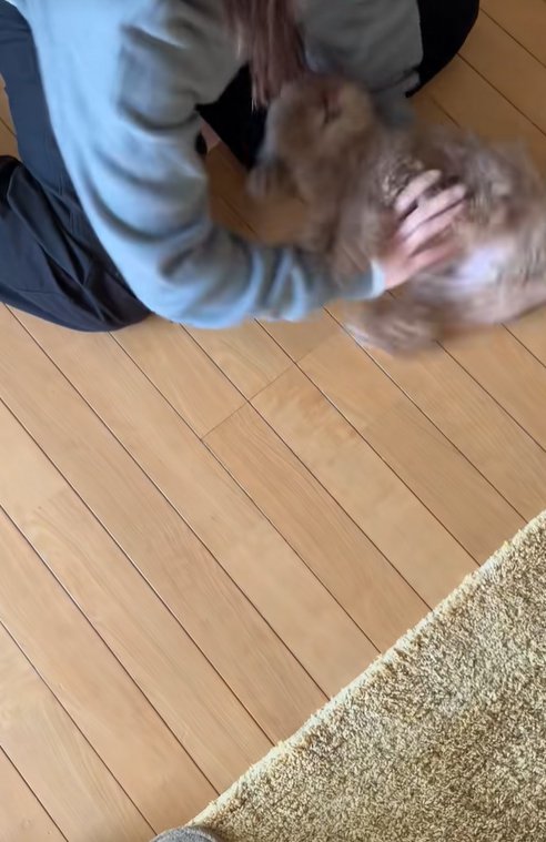 客に撫でてもらう小型犬