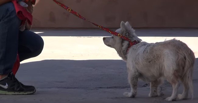 人と犬の交流