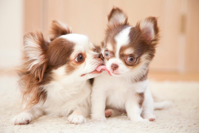 チワワの成犬と子犬