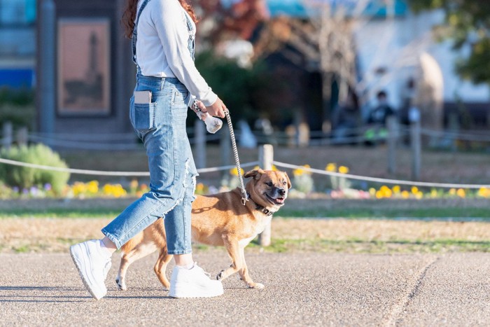 並んで歩く茶の犬