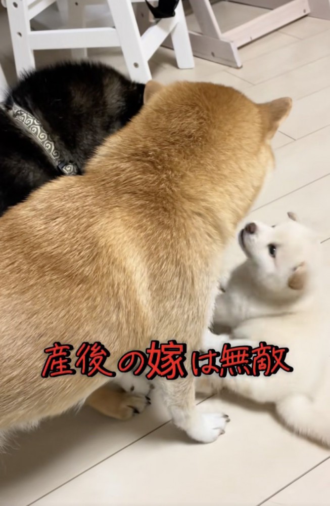 人間の夫婦みたい