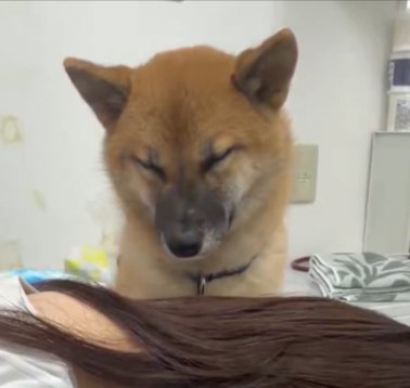 柴犬