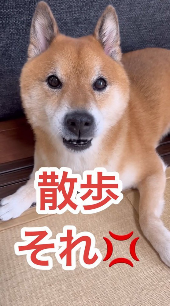 キレ気味で散歩のお誘いを拒否