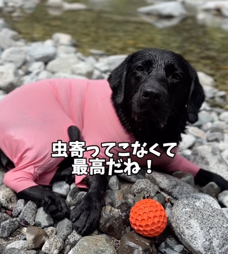 川辺で休む犬