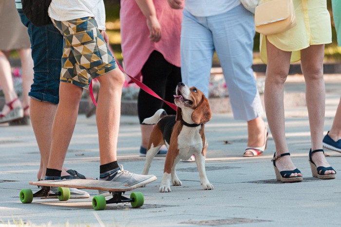 人に囲まれている犬