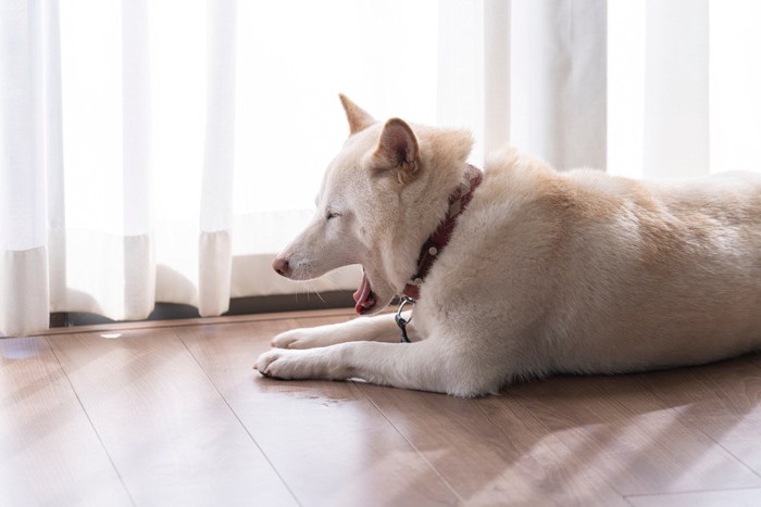 窓辺であくびをする犬