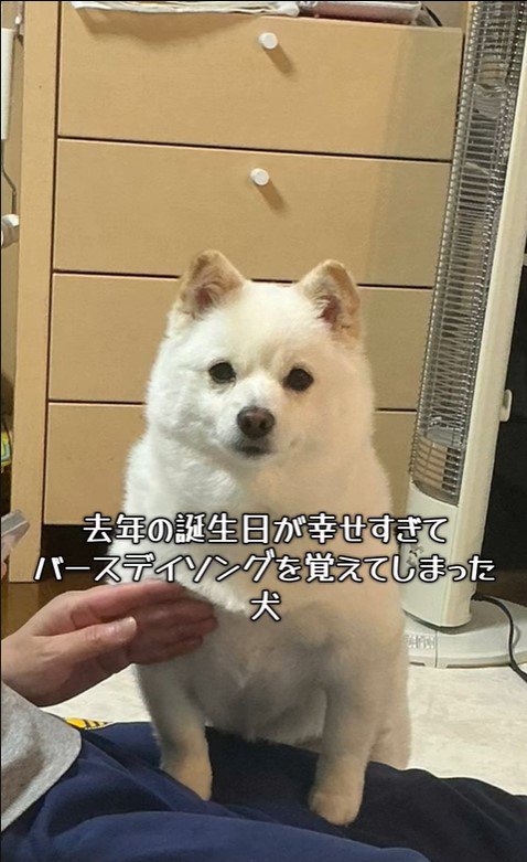 べらちゃんのバースデーソングへの反応