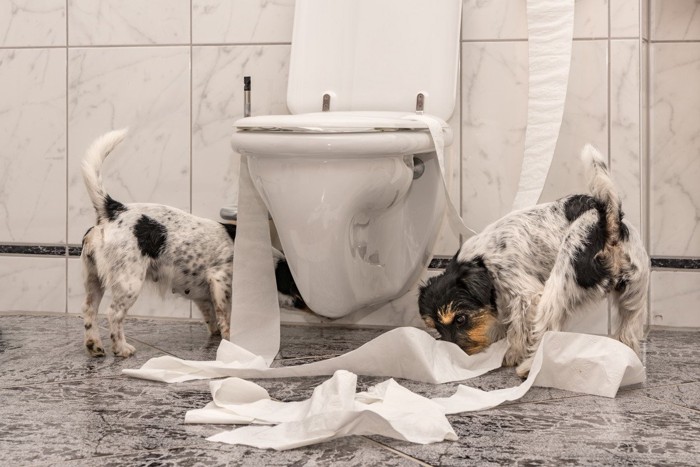 トイレでイタズラをする犬二頭