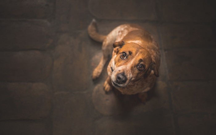 不安そうな犬