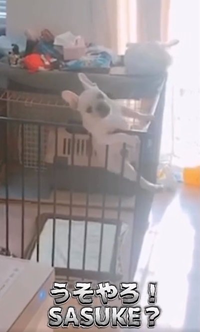 アクロバティックな動きふく丸くん