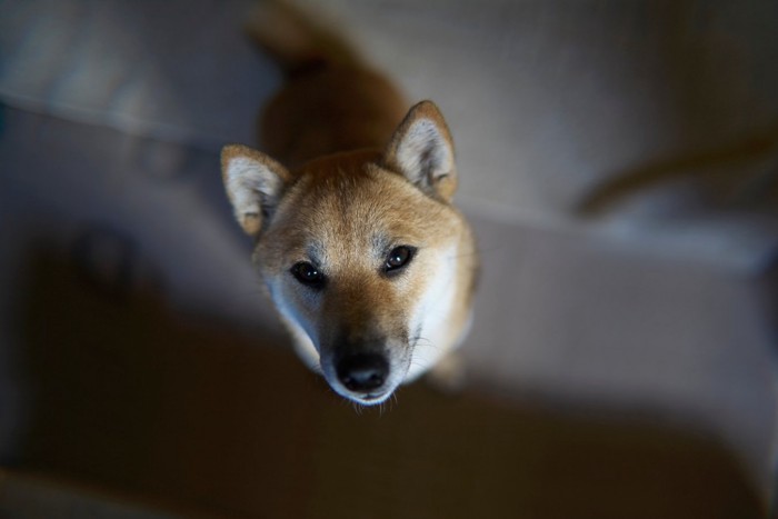 暗い場所で見上げる柴犬