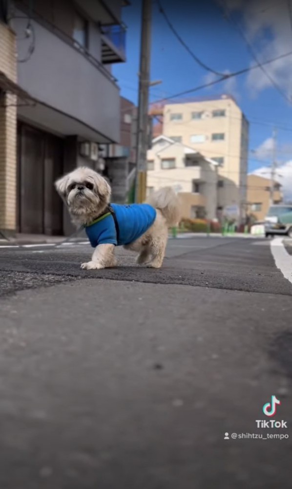 画面左側に向いながらカメラを見つめている犬（画面左寄り）