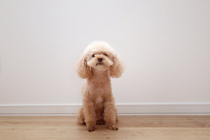 お座りするトイプードル