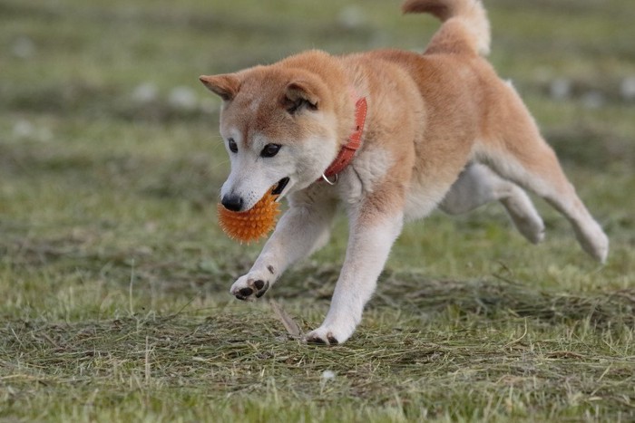 ボールを咥えながら飛び跳ねる犬