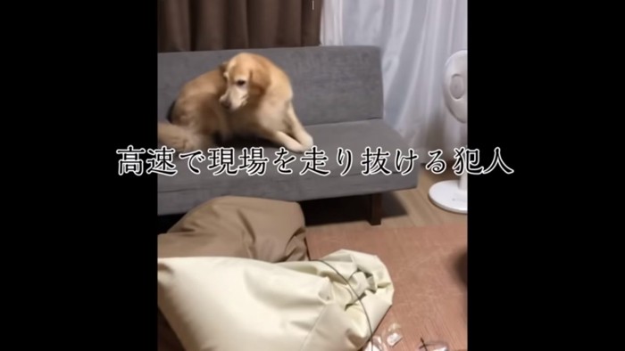 犯行現場を走り回るこまちゃん