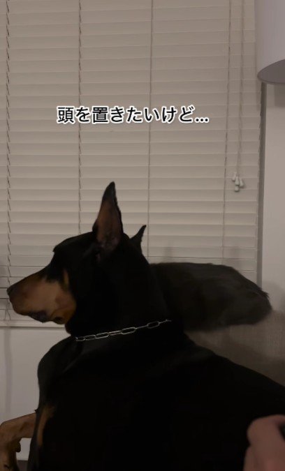 ソファで寛いでいたHARVEYちゃん