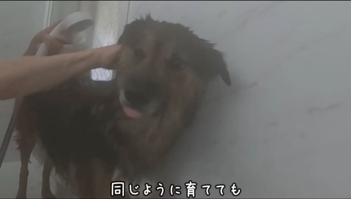 シャワーをかけられる茶色い犬