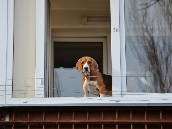 窓から顔を出す犬