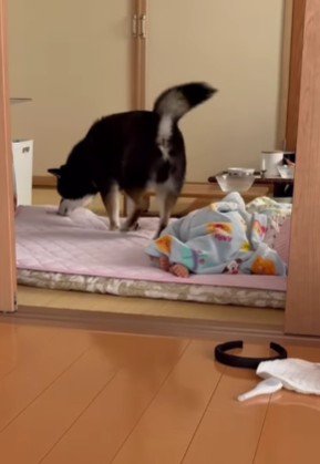 うめちゃんがやってきた♪