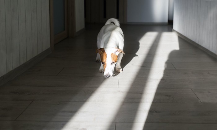 床のニオイをかぐ犬