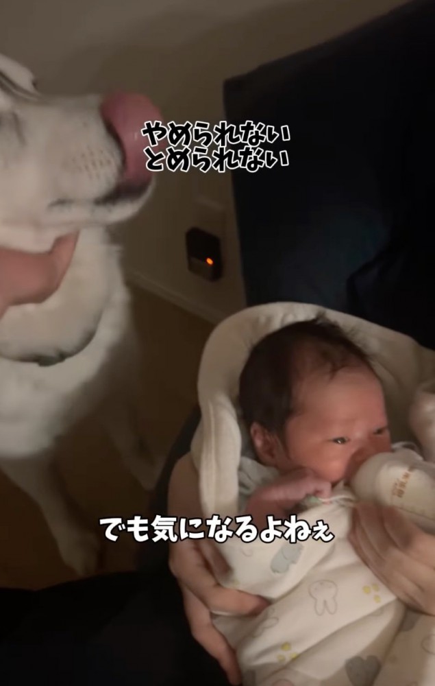 手で制される大型犬