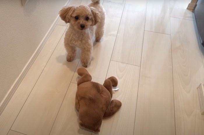 ぬいぐるみと犬