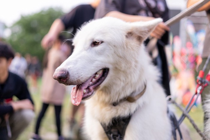 白いウルフドッグ