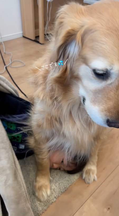 座っている犬のお腹と足の間で眠る男の子