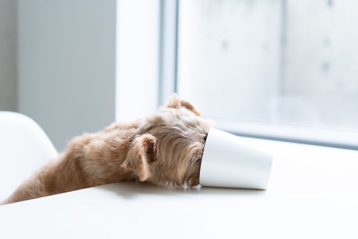 白いカップを舐める犬
