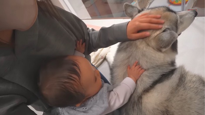 赤ちゃんに撫でられる犬