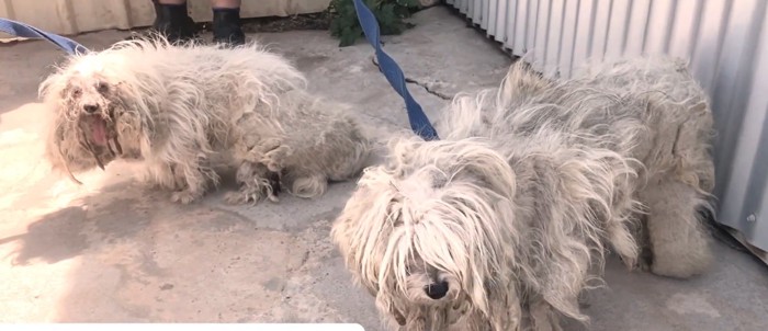 汚れた2匹の犬