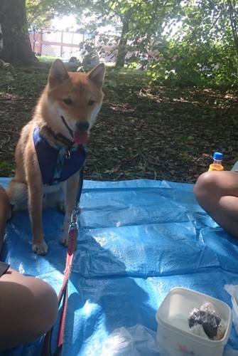 家族とレジャーシートに座る犬