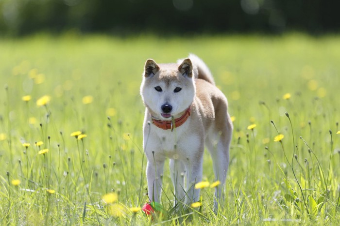 野原に立つ柴犬