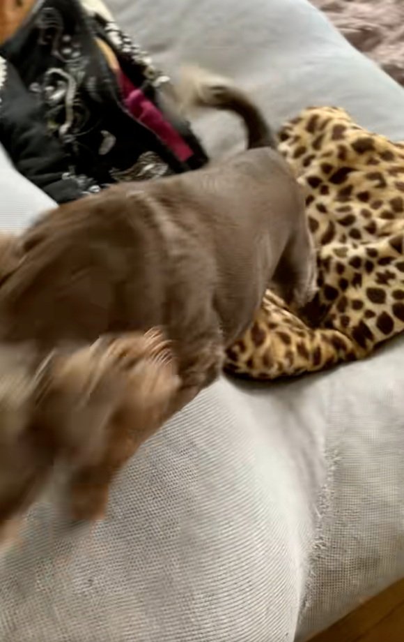 ソファによじ登るペコちゃん