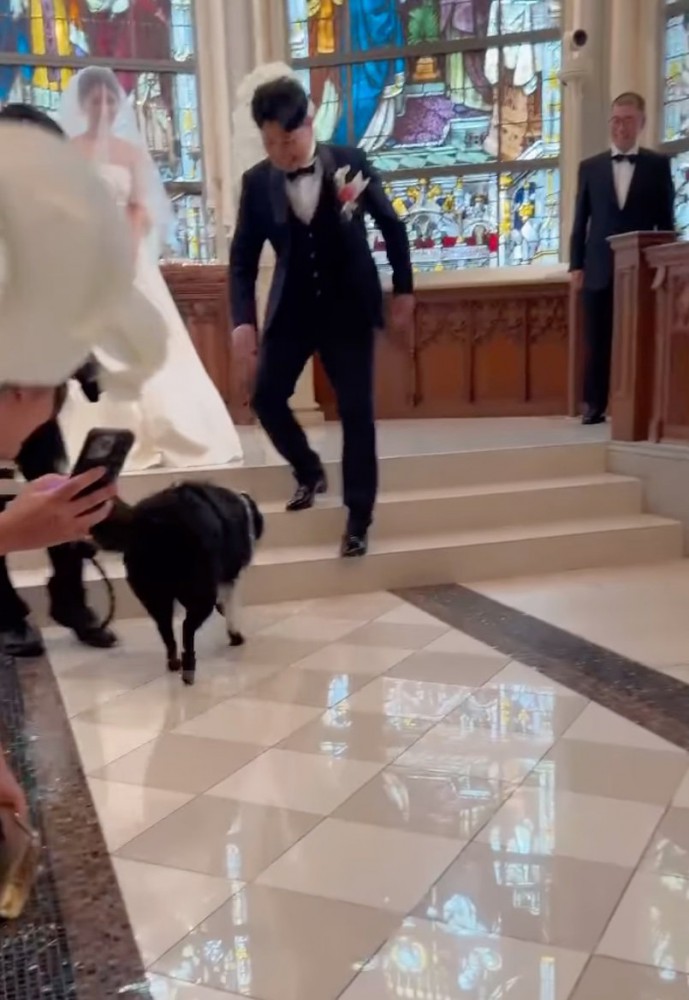 新郎の元へと向かう犬