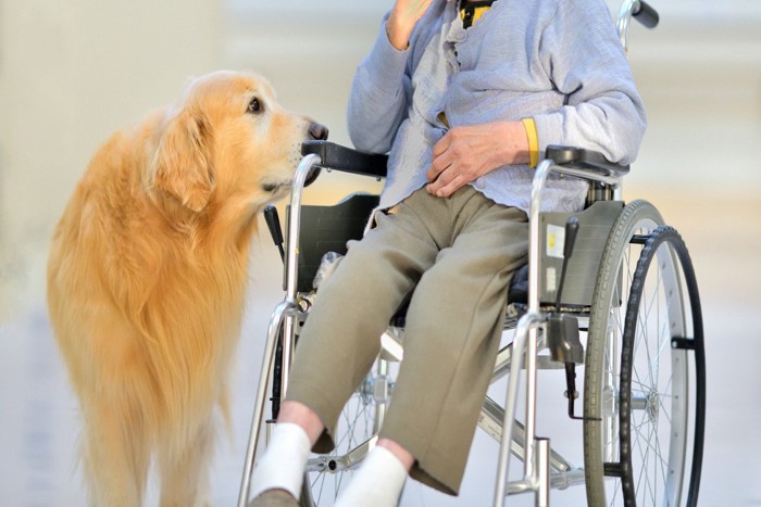 介助犬