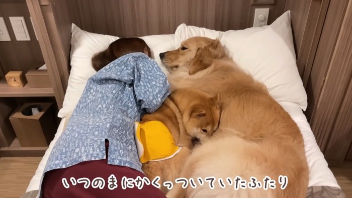 川の字で眠るママと2匹