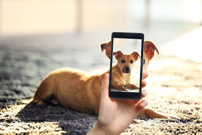 スマホで撮影される子犬