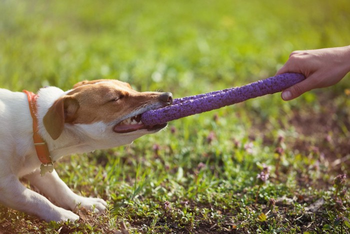 おもちゃをとられまいと必死な犬