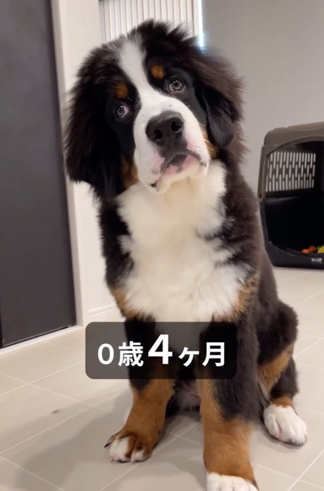 首を傾げる子犬